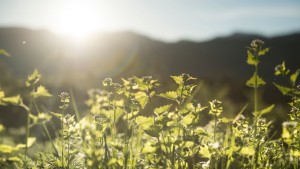 Luce dorata filtra tra esili steli verdi, accarezzando le foglie con bagliori soffusi. Piccoli fiori bianchi ondeggiano nel vento, mentre sullo sfondo le montagne si dissolvono nella foschia del tramonto.