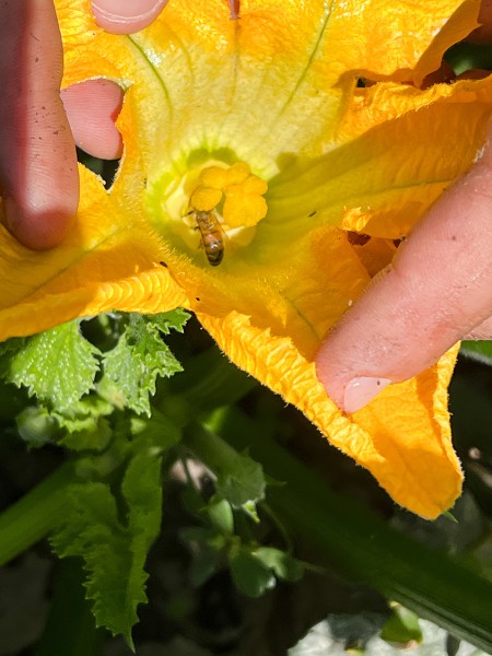Dettaglio lavoro a contatto con la natura e gli animali