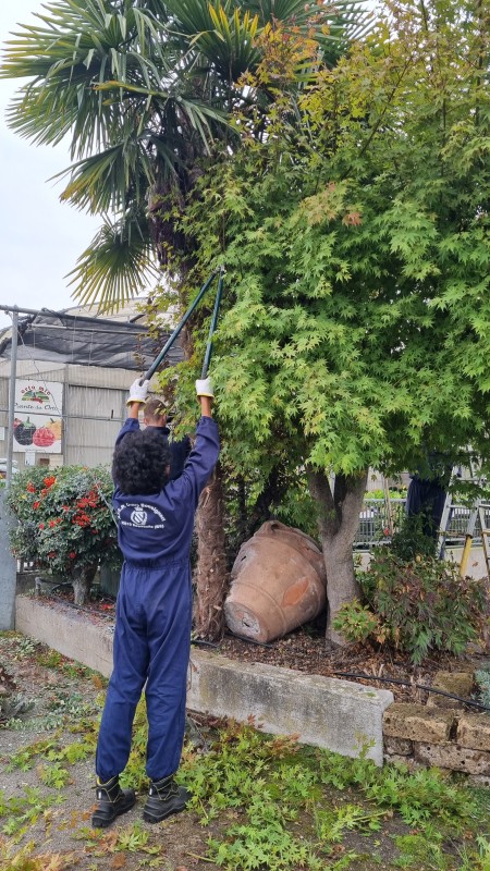 Ragazzo che pota i rami della pianta